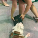 Perro