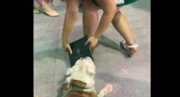 Perro