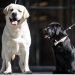 Perros