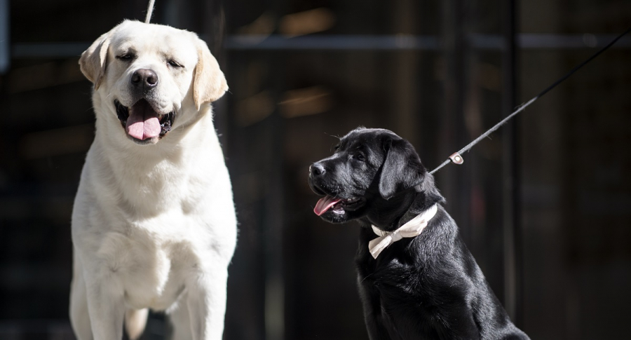 Perros