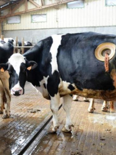 Vacas