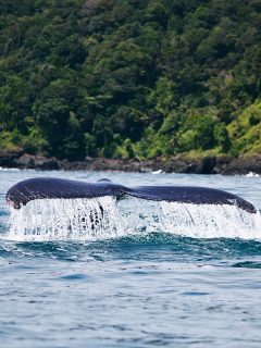 Ballena.
