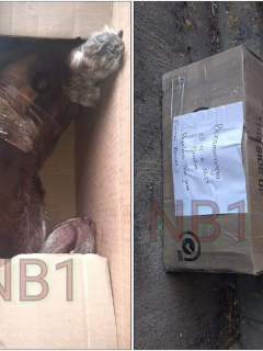 Perro muerto dentro de caja