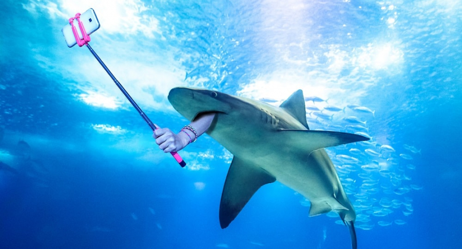 Palo de selfi y tiburones
