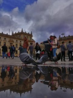 Palomas en la Plaza de Bolívar