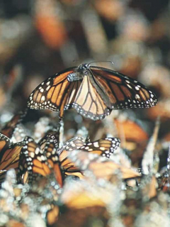 Mariposas