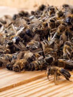 Abejas muertas