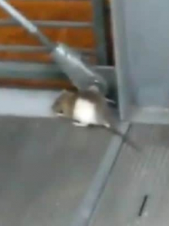 Rata Transmilenio