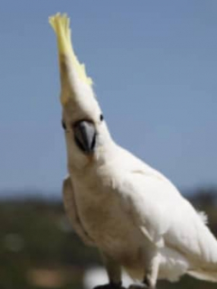 Cacatúa