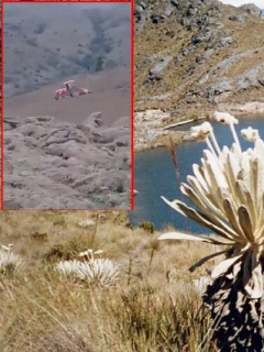 Páramo de Santurbán y tractor arrasando frailejones. Fotos: Minambiente y captura de video Twitter
