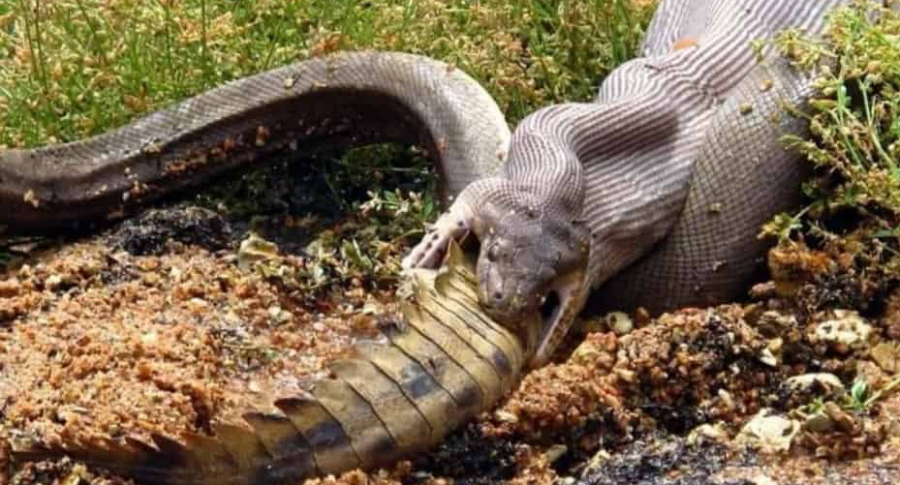 Pitón devora un cocodrilo.