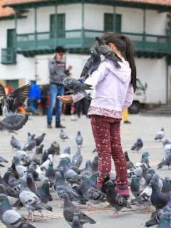 Palomas