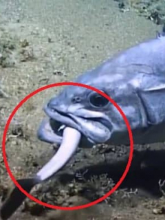 Mero gigante devora tiburón