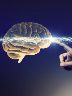 Cerebro humano