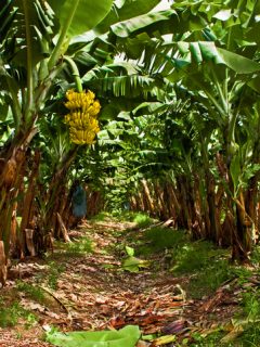 Cultivos de banano