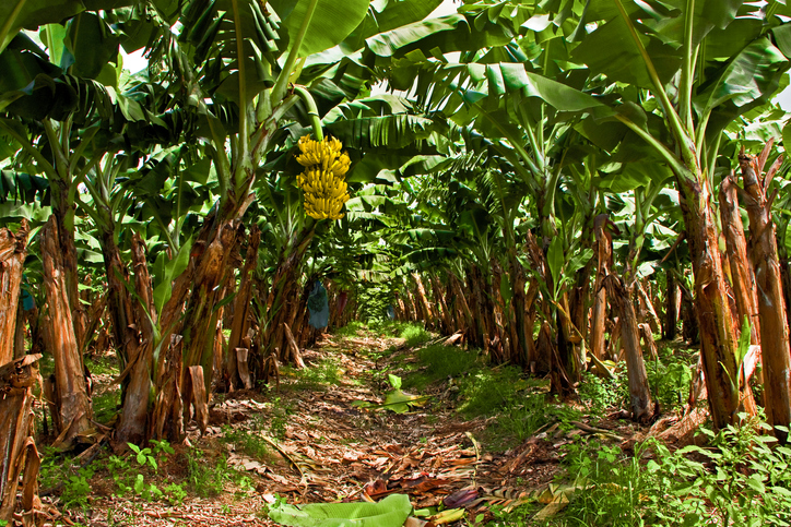 Cultivos de banano