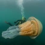 Lizzie Daly junto a medusa barril