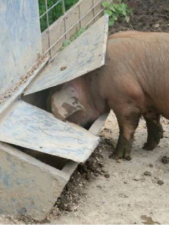 Cerdo comiendo
