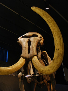 Mamut