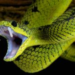 Serpiente