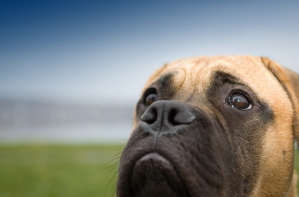 Perro de raza Bullmastiff.