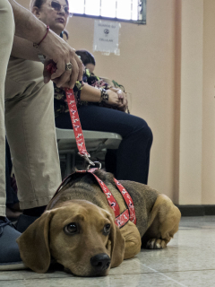 Campeón perro