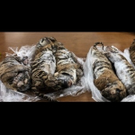 Tigres congelados en Vietnam