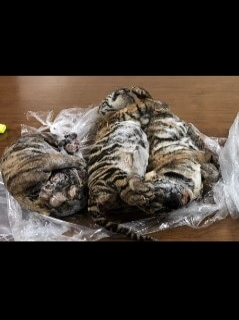 Tigres congelados en Vietnam
