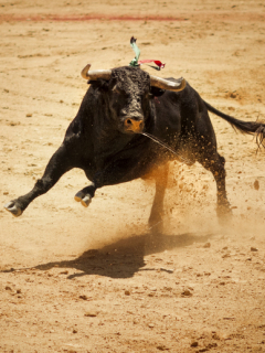 Toro