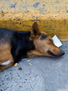 Perro