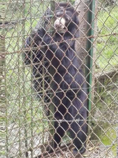 Oso Chucho