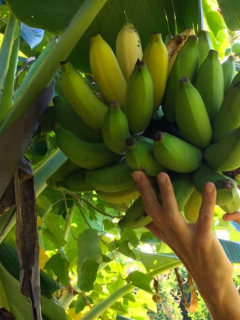 bananos
