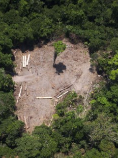 Amazonas