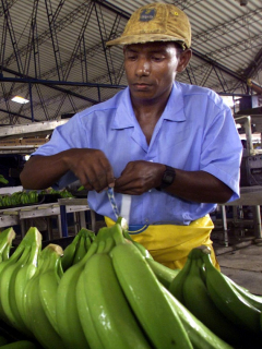 Cultivadores de banano.