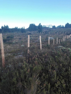 Frailejones destruidos en Boyacá.