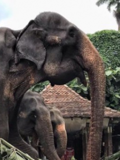 Elefante