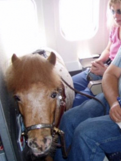 mini caballo