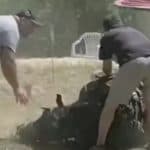 Caballo