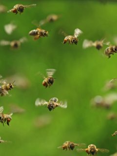 Abejas