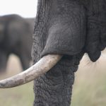 Colmillo de elefante