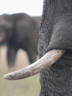 Colmillo de elefante