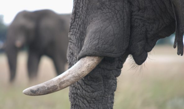 Colmillo de elefante
