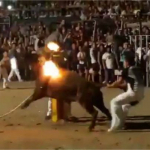 Prende fuego a cuernos de toro