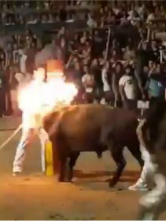 Prende fuego a cuernos de toro