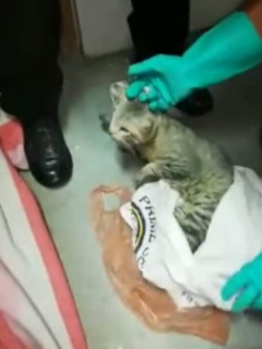 Gato que llevaba celulares a una cárcel.