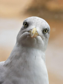 Gaviota.