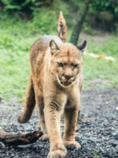 Puma
