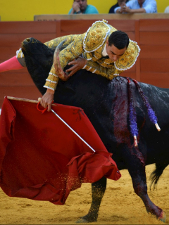 Paco Ureña es embestido