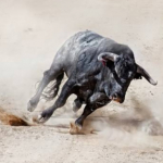Toro