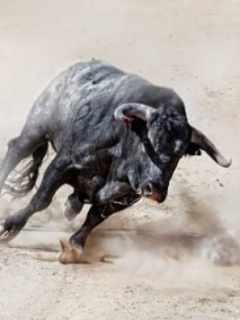 Toro